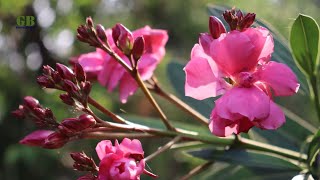 How to propagate Nerium Oleander or Kaner from cutting with update [upl. by Eittod267]