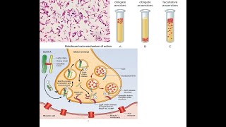 Clostridium botulinum Part 2 Mechanism of action of botulinum toxin symptoms diagnosis treatment [upl. by Starbuck]