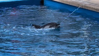 Cardiff the dolphin enjoys the water sprayer at SeaWorld San Diego [upl. by Eybbob581]