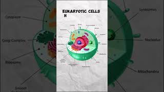 Prokaryotic Cells Vs Eukaryotic Cells fyp bio [upl. by Llegna]