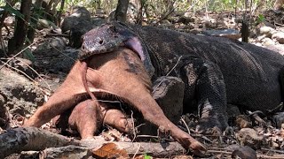 the ending moment of the Komodo dragons in part 1 amp 2 attacks eats and swallows a large wild boar [upl. by Nileve]