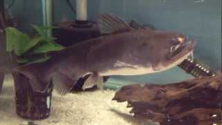 Ogre Catfish  Asterophysus batrachus [upl. by Dhumma]