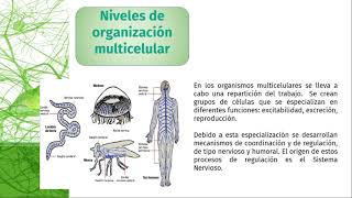 Videopresentación Filogenia del sistema nervioso [upl. by Cherise]