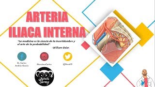 Anatomía  Arteria Iliaca Interna Origen Trayecto y Relaciones Ramas [upl. by Surovy755]