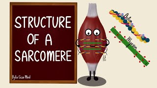 Structure of a Sarcomere  Actin and Myosin  Myology  Nerve Muscle Physiology [upl. by Ellehcit]