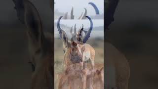 Pronghorn Antelope shorts youtubeshorts [upl. by Neelhsa24]