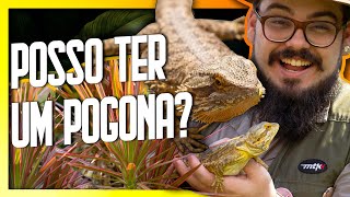 Como é ter um DRAGÃO BARBUDO  O que você precisa saber sobre o Pogona vitticeps  Biólogo Tai [upl. by Tserrof]