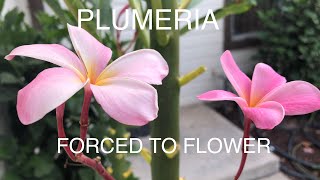 PLUMERIA HOW TO FORCE BLOOMING [upl. by Etnaled299]