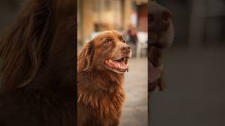 Lolle in Bamberg streetfotography dogphotography hundefotografielabrador dogshorts hunde dogs [upl. by Hank]