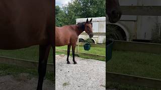 How to Get a Horse to Take Oral Medication Willingly [upl. by Tomasz]