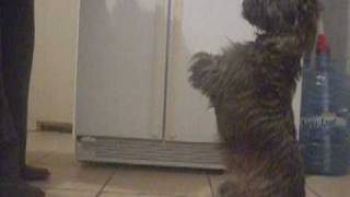 Cairn Terrier shows his tricks [upl. by Nnylorac]