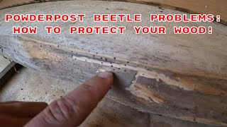 Powderpost Beetle Infestation How To Identify Prevent And Eradicate [upl. by Druci]