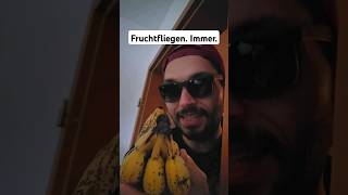 Warum Fruchtfliegen dergriechey fruchtfliege insekten insektenschutz relatable comedy fliege [upl. by Liagaba841]