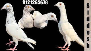 2 female pigeons successfully delivered to Siddesh bhai  Ainapur  Karnataka  Maharashtra Border [upl. by Eidnahs]