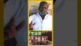 பன்றி சாணியில் இவ்வளவு நன்மையா shorts pork porkrecipes interview [upl. by Anitsahs]