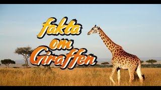 Bra Fakta om giraffer  fakta om djur [upl. by Noied]