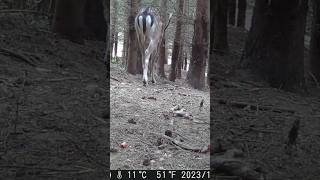 Big Fawn Caught on Trail Cam [upl. by Duomham728]