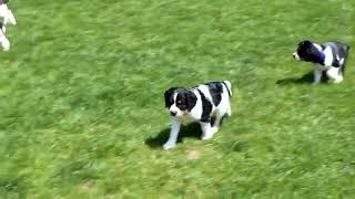 English Springer Spaniel Puppies For Sale [upl. by Yajet798]