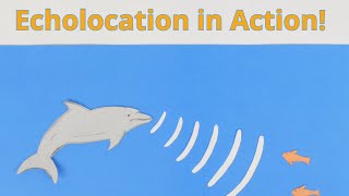 Echolocation in Action [upl. by Nethsa110]