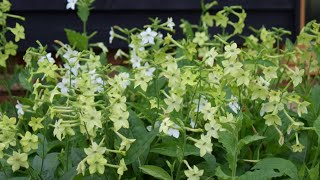 GrowALong Nicotiana alta [upl. by Hawkie]