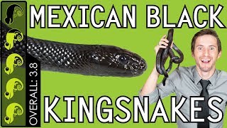 Mexican Black Kingsnake The Best Pet Snake [upl. by Lemaj]