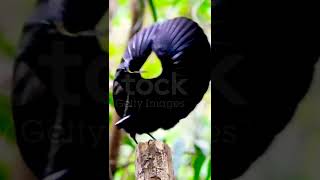 Climax of the Victorias Riflebird Mating Dance [upl. by Asirral]