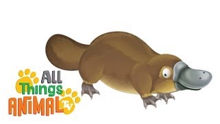 PLATYPUS   Animals For Kids  All Things Animal TV [upl. by Gawen268]