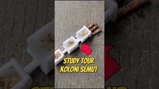 STUDY TOUR BARENG KOLONI SEMUT 🚌 eksperimen semut semuthitam semutapi studytourjogja [upl. by Ramahs]