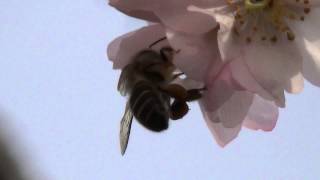 冬の蜜源植物 十月桜（ジュウガツザクラ）に訪花するミツバチ Honeybee visits Cerasus subhirtella the honeyplant in winter [upl. by Bozuwa]