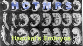 How Creationism Taught Me Real Science 43 Haeckels Embryos [upl. by Monarski890]