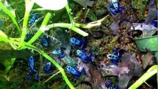 21 Azureus Dart Frogs at feeding time [upl. by Rosenstein215]