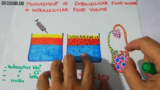 Renal physiology 7  Measurement of extracellular amp Intracellular fluid volume  Fluid compartments [upl. by Aniratak]