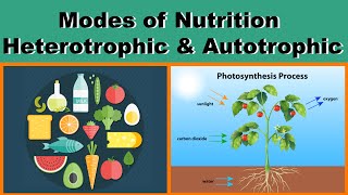 Modes of Nutrition  Heterotrophic amp Autotrophic  Biology  Science  Letstute [upl. by Kenweigh]