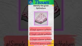 Tissues Part 20  Animal Tissues  Epithelial tissue  Epithelium shorts [upl. by Farland]