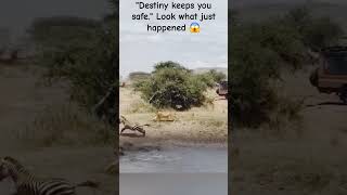 Destiny won’t let you fall A great escape indeedsafarimoments wildlifesafari like subscribe [upl. by Body]