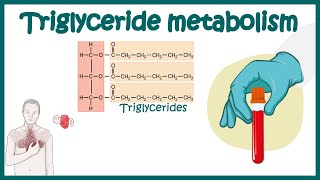 Triglyceride metabolism  Simple Explanation of Triglycerides and How to Reduce it  Triglycerides [upl. by Stander966]