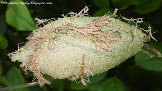 Praying Mantis Eggs Hatching  Babies Praying Mantis Hatching [upl. by Payson]