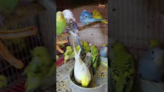 Tota macaw bird birds redfrontedmacaw parrot cute bluethroatedmacaw talkingparrot funny [upl. by Mickey]