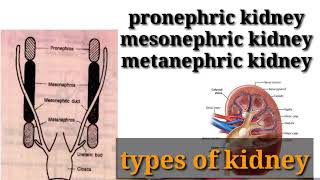 types of kidney in hindi  pronephricmesonephric or metanephric kidney in hindi [upl. by Cilurzo]