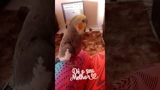 ❤️ Kiko o cantador calopisita cantodecalopsita cockatiel birds natureza pets birds [upl. by Ogait]