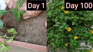 Wedelia Propagation by Cuttings to Heavy flowering १०० दिन का जादू कैसे करें [upl. by Bettine]