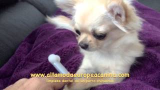 limpieza dental de un chihuahua huesos vinilo perros [upl. by Pearle]