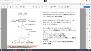 Transamination Deamination Decarboxylation Amino acid metabolism Pharmacy Biochemistry Sem II [upl. by Oramug8]