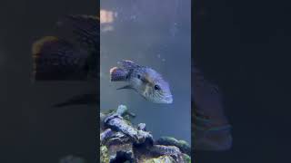 Green terror cichlid 🐠 greenterror cichlids cichlidfish fish fishtank aquariumfish ytshorts [upl. by Vaughan533]