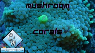 Mushroom coral care and tips [upl. by Johannes263]