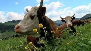 Agriculteurs à Hauteluce [upl. by Sproul440]