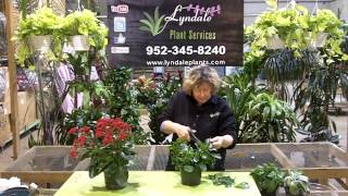 Lyndale Plant Services Kalanchoe Rejuvenation [upl. by Noicnecsa]