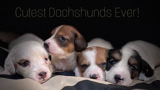 25 days old puppies  piebald mini dachshund puppies white dachshunds [upl. by Fornof]