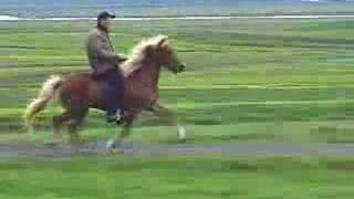 Super Tölt on an Icelandic Horse [upl. by Aenotna]