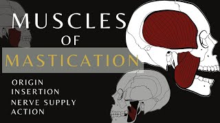 Muscles of Mastication  Gross Anatomy and Physiology Temporalis  shorts anatomyandphysiology [upl. by Auohc975]